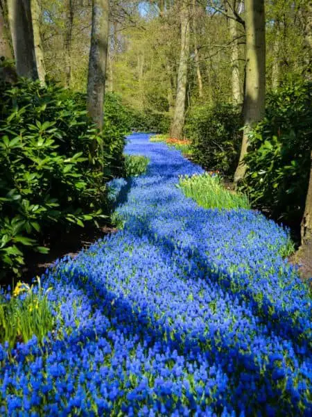 River of Flowers, Keukenhof, Netherlands