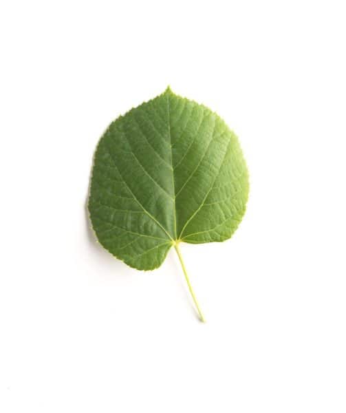 Linden Tree Leaf