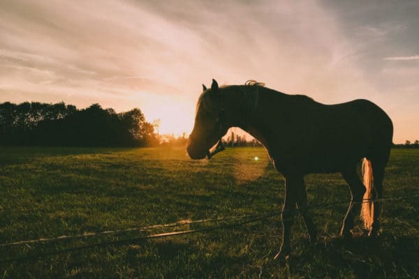 horse farm