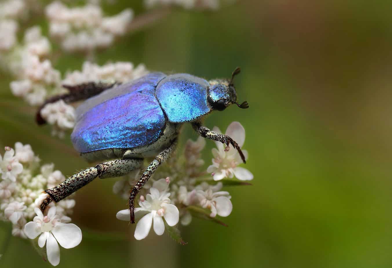 Hoplia coerulea