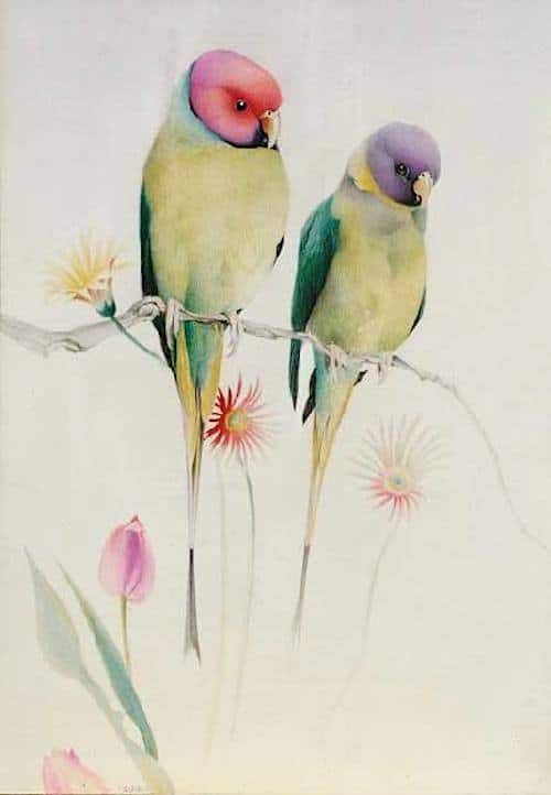 Edward-Julius-Detmold-1883-1957-Parrots-on-a-Branch | SLAP HAPPY LARRY