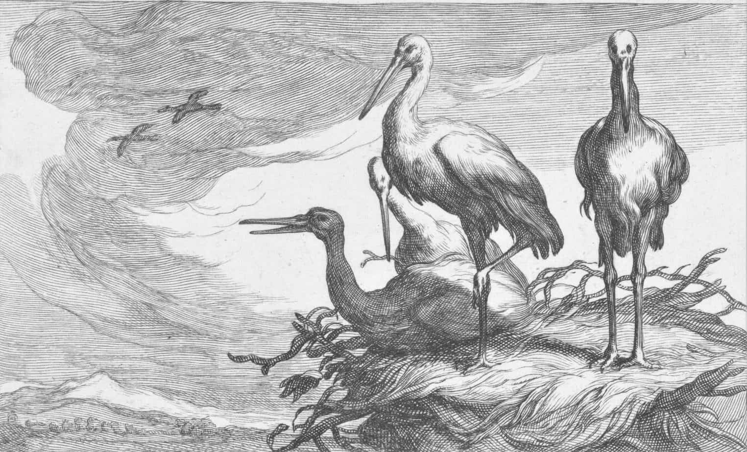 Storks in a nest, Frederick Bloemaert, after Abraham Bloemaert, after 1635 - 1670